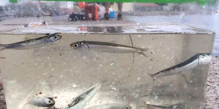 初日の釣果