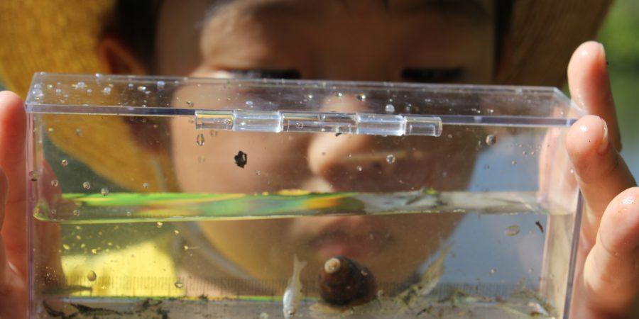 水中生物観察。小魚やヌマエビ、タニシなど。